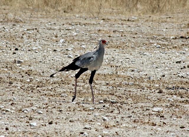 228 Etosha NP, secretarisvogel.JPG